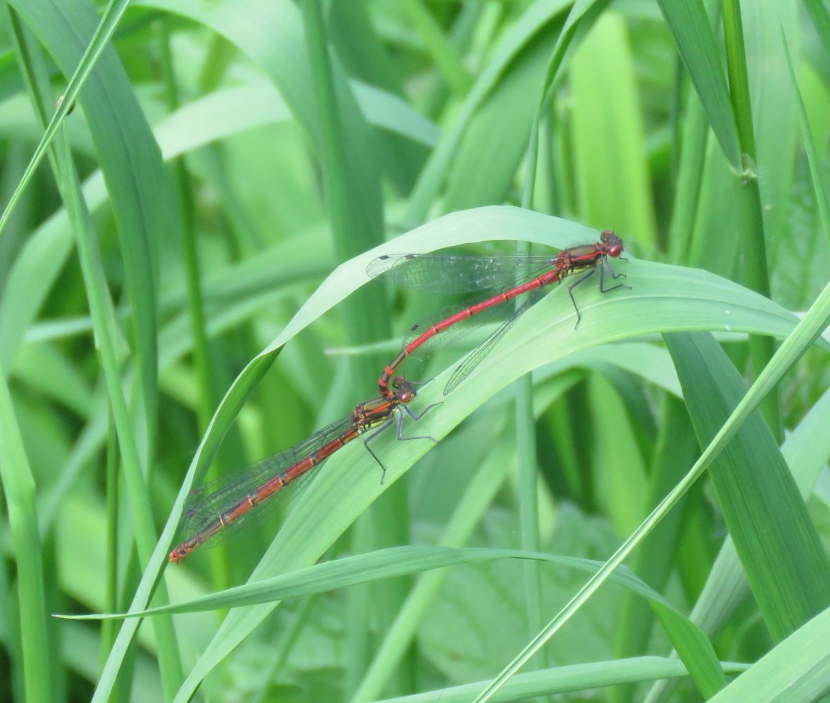 Male and female Large Red Damselfly  